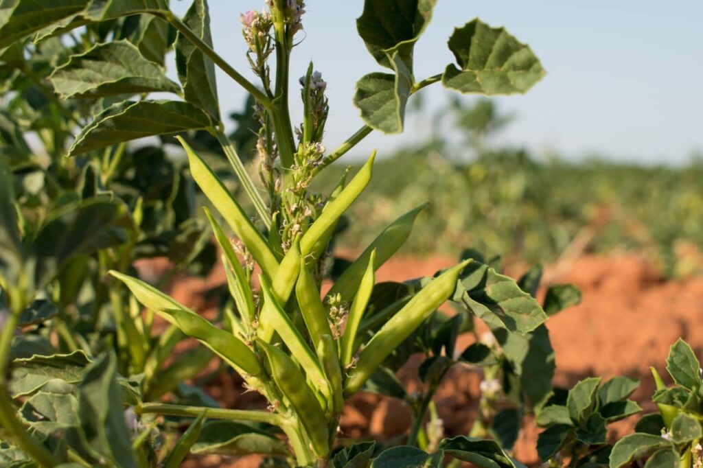 Guar Gum vs Xanthan Gum in food Grain Ways Industries